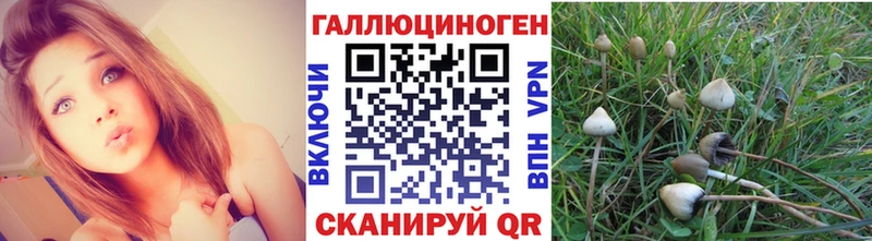 Галлюциногенные грибы Psilocybine cubensis  цена наркотик  Новоалександровск 